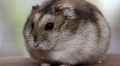 Sarcina și nașterea hamsterului jungan